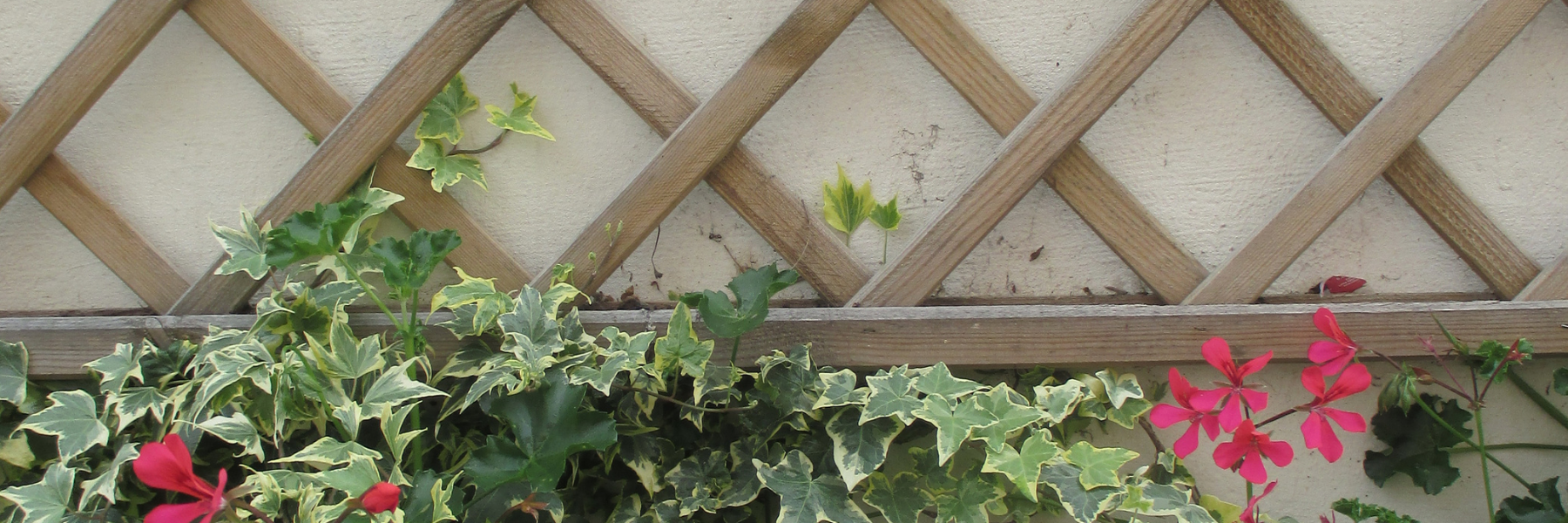 Trellis